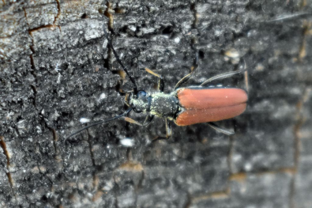 Cerambycidae: Anastrangalia sanguinolenta?  S !